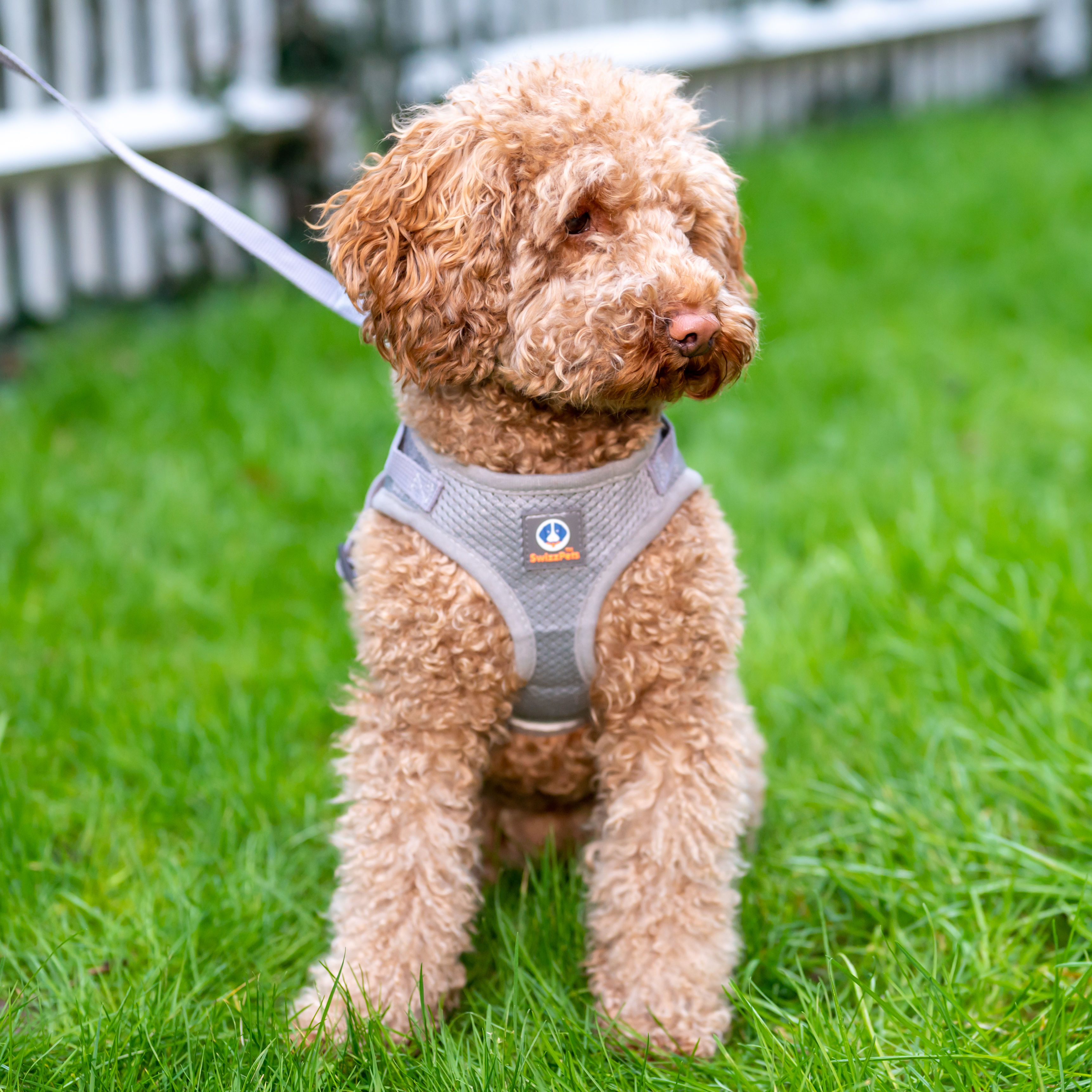 SWIZZPETS™ Dog Adjustable Harness Nylon Mesh Soft Reflective Vest & Lead