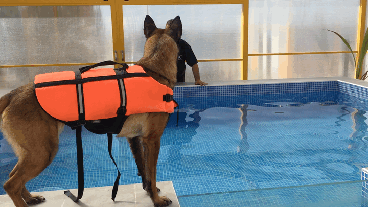 Piscina climatizada hidroterapia perros