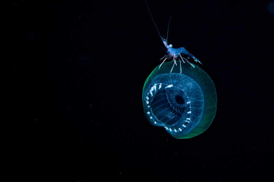 Aldora Divers Blackwater Cozumel 09