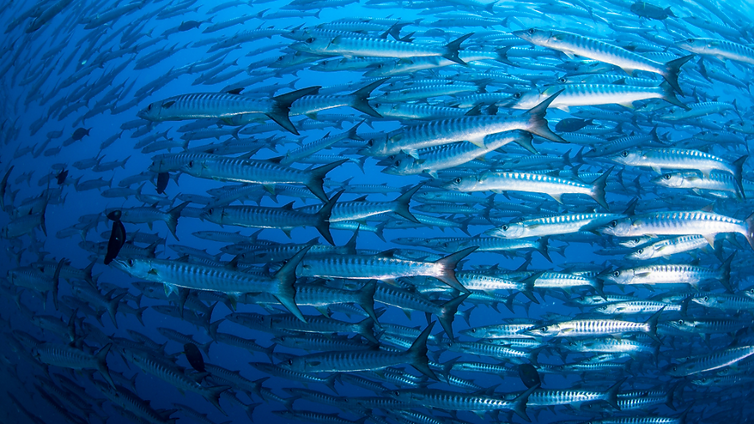 malpelo web.png