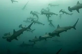 school-hammerhead-sharks.webp