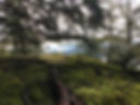 Mossy Forest with View of the Ocean