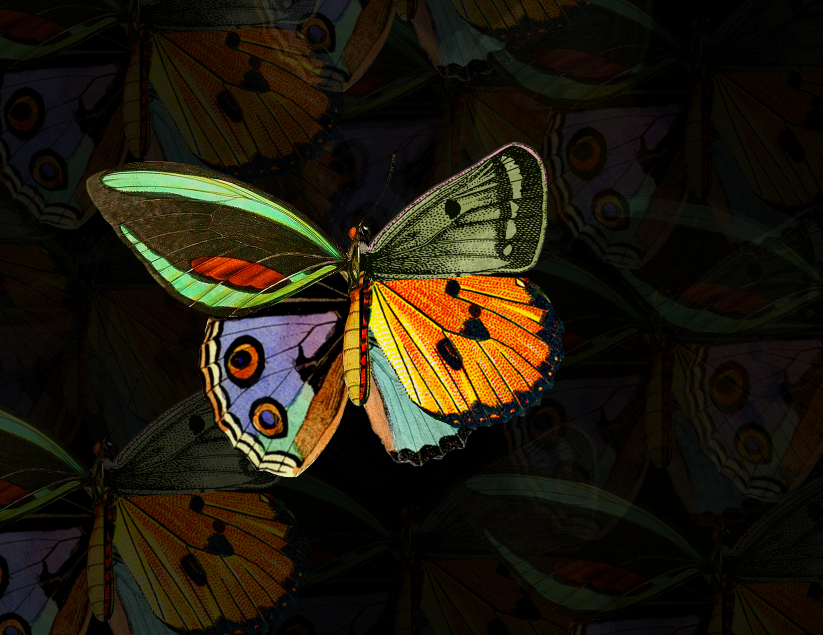 Pretty Wings Collage