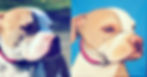 Pet Portrait by L. Hetherington