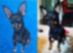 Pet Portrait by L. Hetherington