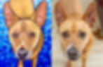 Pet Portrait by L. Hetherington