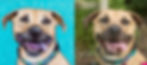 Pet Portrait by L. Hetherington