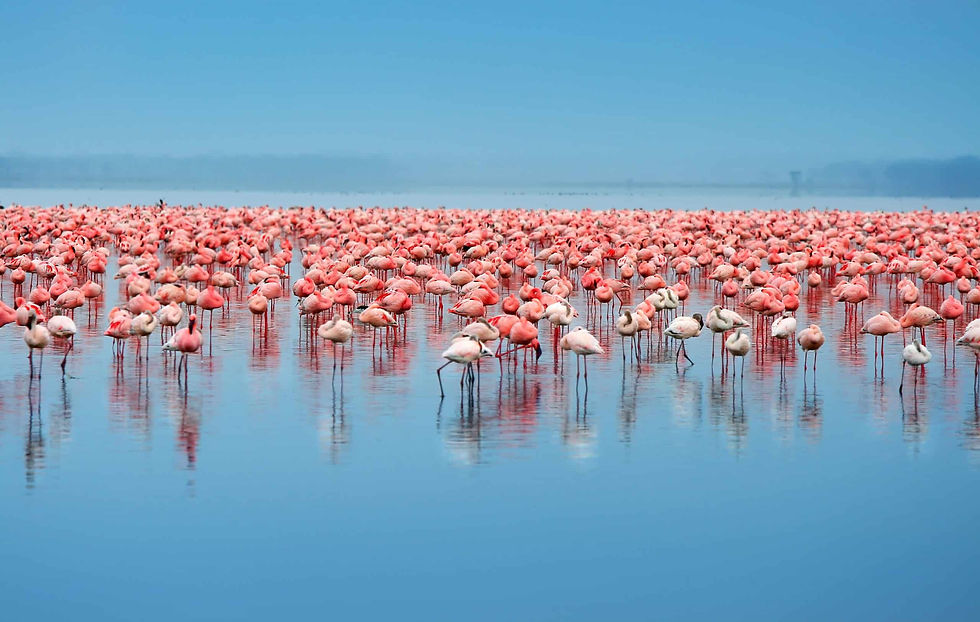 A-Flamboyance-of-Flamingos-in-Lake-Eyasi-Easy-Travel-Tanzania-scaled-1.jpg