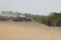 遇上一群角马要过马拉河