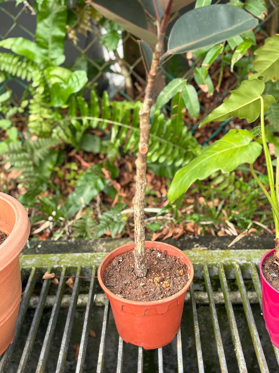 Thumbnail: Dozens of Plants: Orchids, Caladium (Red Hearts), Colocasia (Elephant Ears)+++