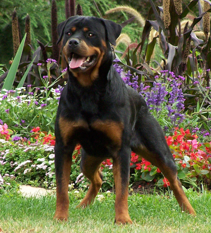 ROTTWEILER .jpg