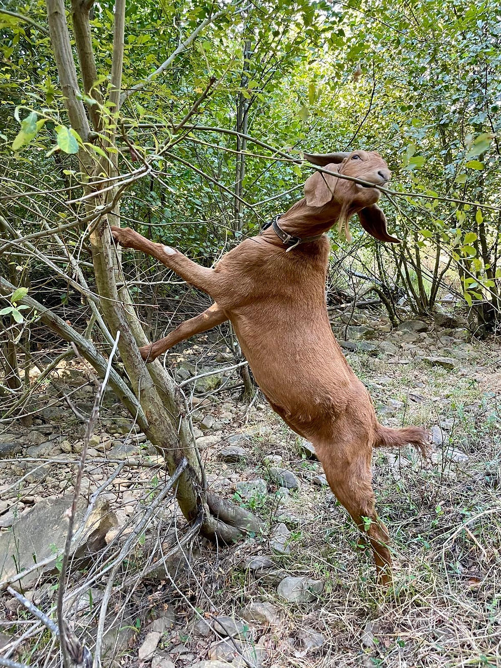 A Boer goat climbing a tree