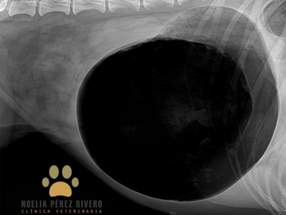 URGENCIAS VETERINARIAS