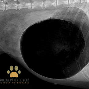 URGENCIAS VETERINARIAS