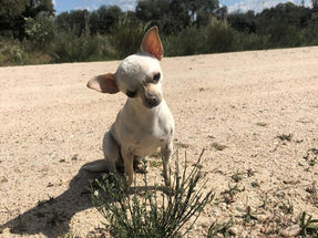 Una cirugía algo compleja