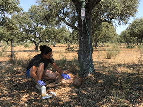 DIARREAS EN TERNEROS