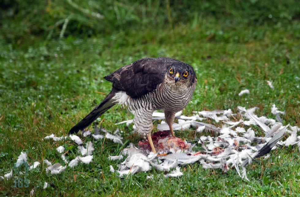 Peregrine in Garden -5