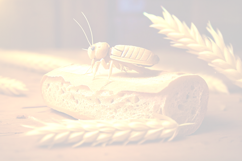 Insekten in Lebensmitteln