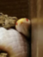 Albino snake with red eyes peeks out from a wooden corner, its pale scales reflecting light, set against a dark, textured backdrop.
