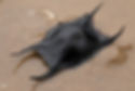 Black shark egg case on sandy beach, with two white shells nearby, creating a natural, textured scene.