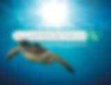 How Long Do Green Sea Turtles Live? And Other Questions…