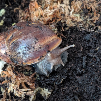 Snail on mud