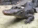 Close-up of a resting alligator on sandy ground with rocky background. The textured gray skin contrasts with light sand and dark rocks.