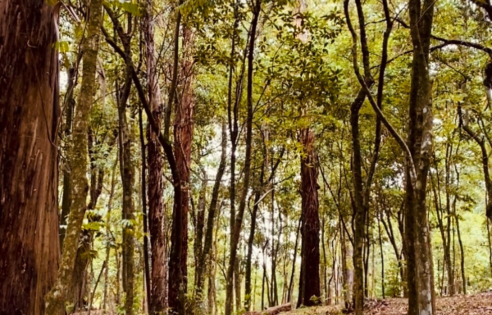 banner site três.png