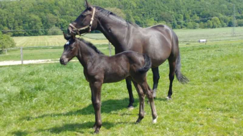 Stutfohlen von Big Star x Cornet Obolensky/Grannus
