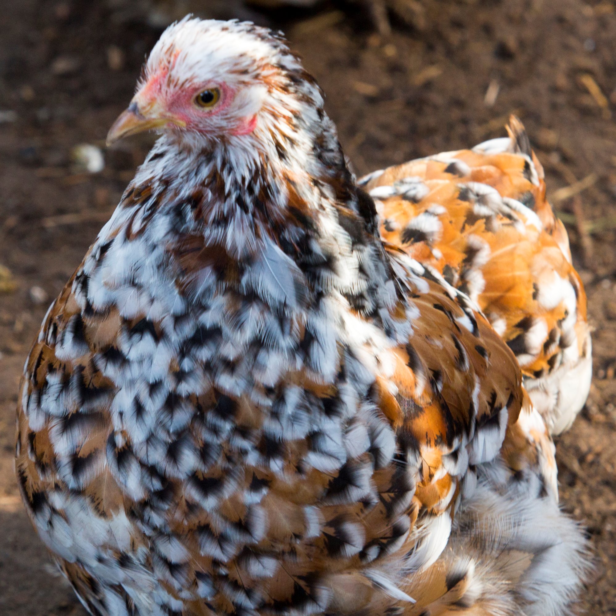 Millifluer Pekin Bantams