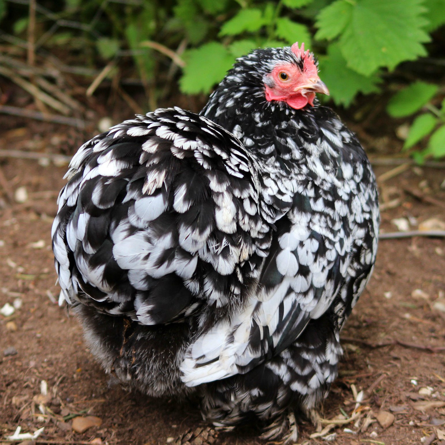Mottled Pekin Bantam