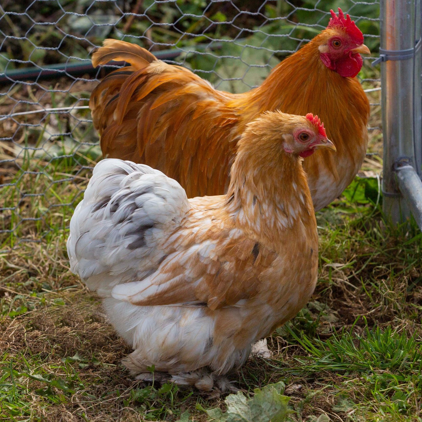 Lemmon Mottled Pekin