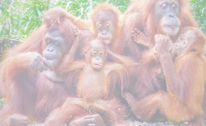 Funny portrait of a group of orangutans,