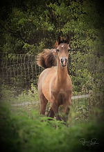 Houdini 6-22-17 such a cute little face.jpg