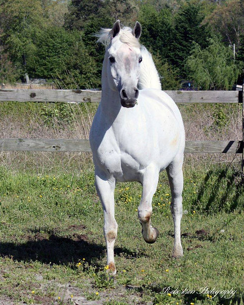 ELIRON HAMAN chest view trotting toward us.jpg