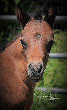 Luci's little face.jpg