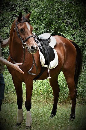 Prince looking for a new person to ride him & love him forever.jpg