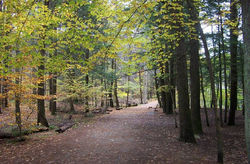 A Peace Path for Jana.