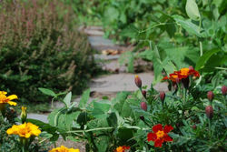 A Peace Path for Grandma.