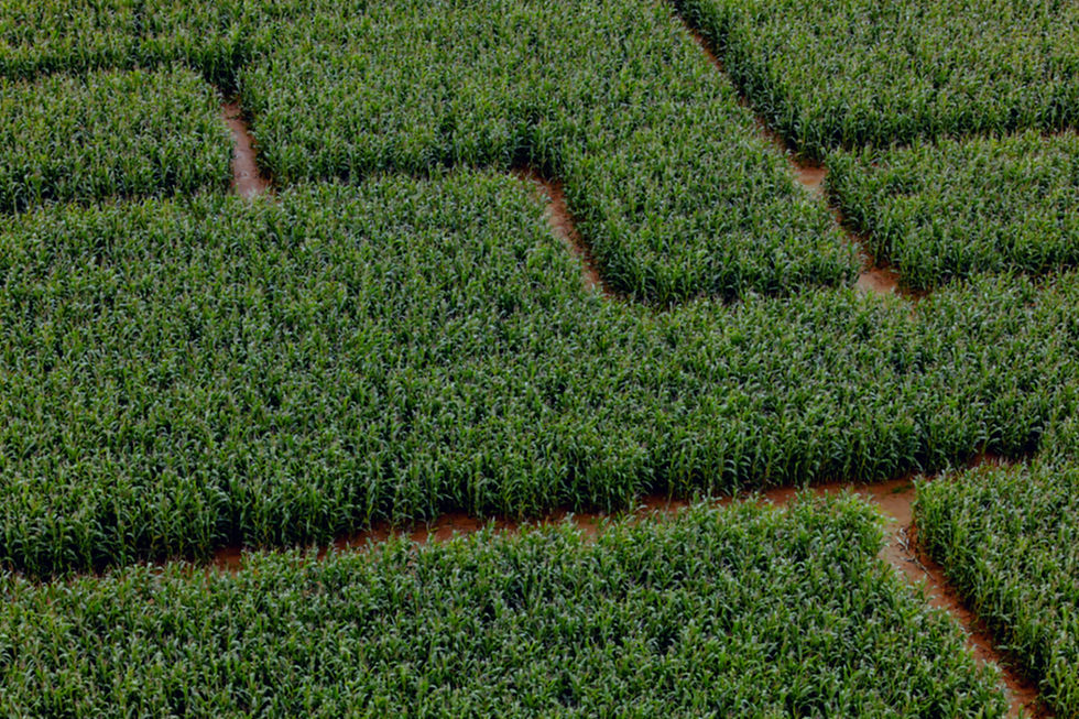 Corn Maze