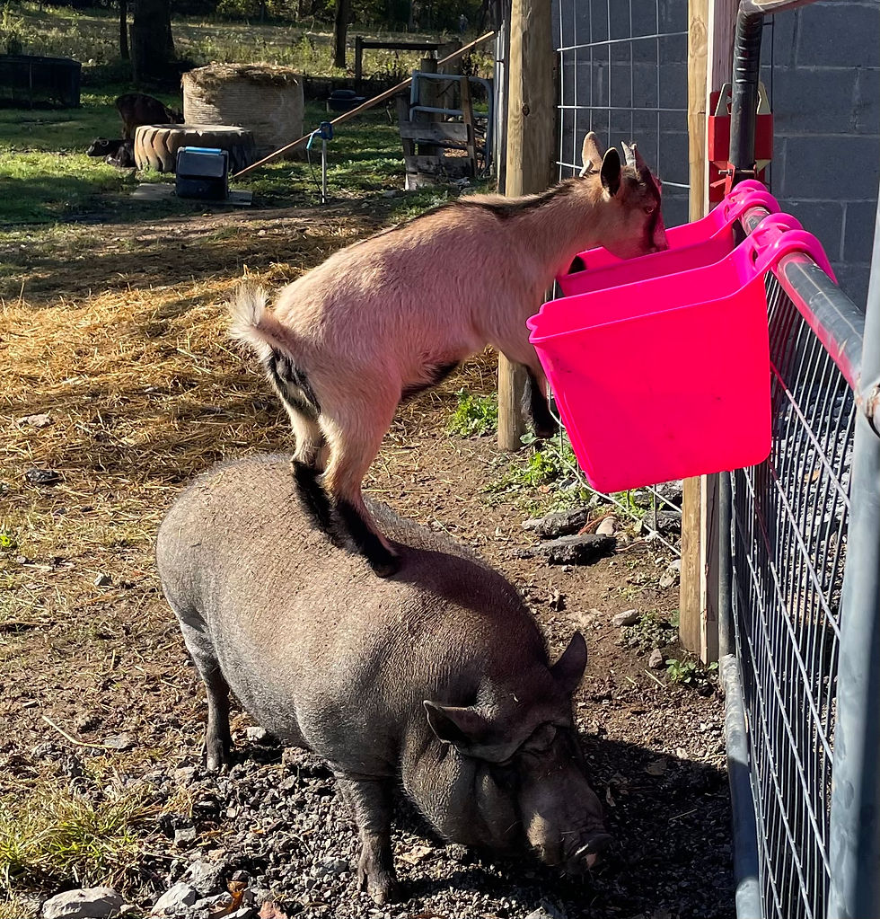 Farm Animals