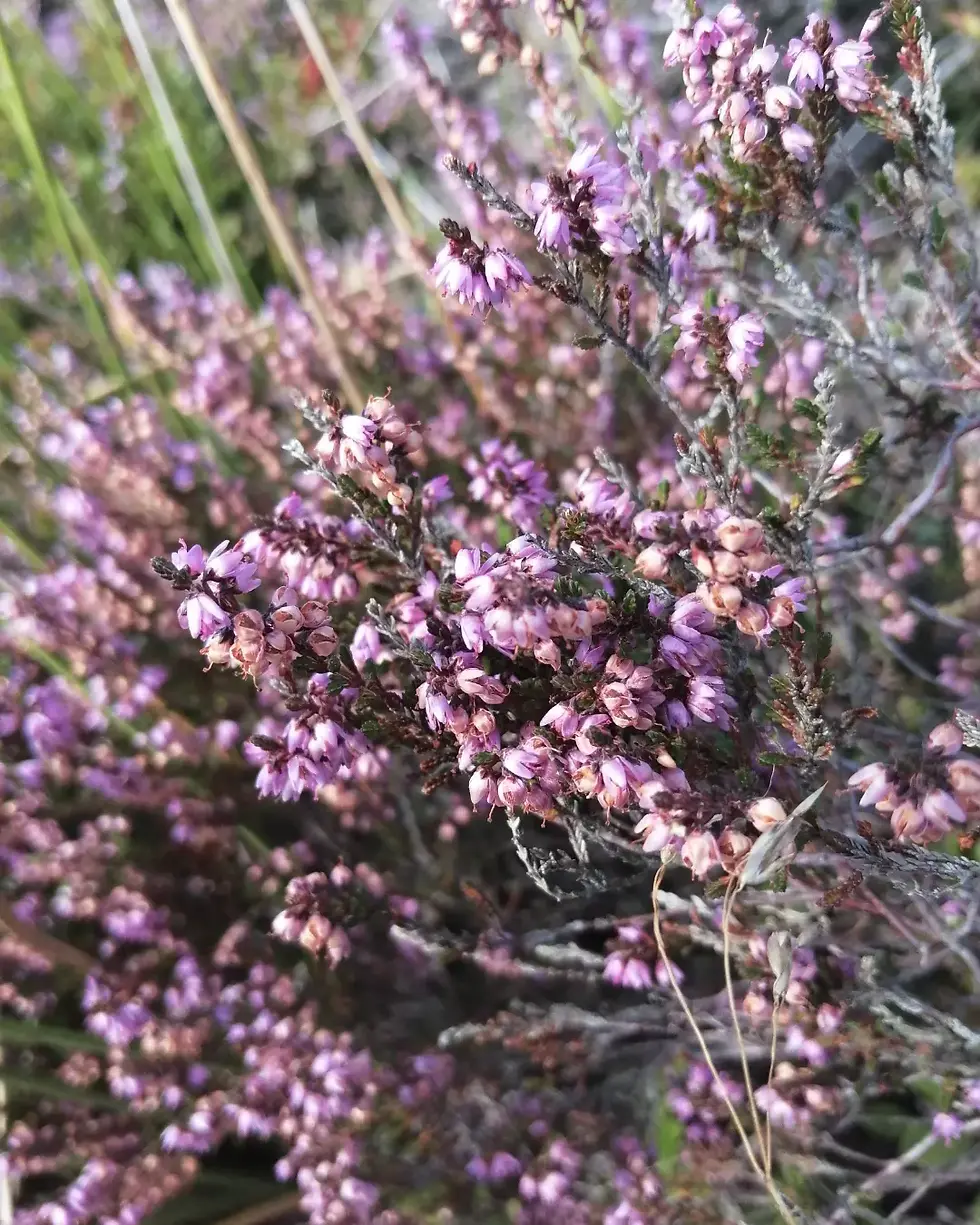 Thumbnail: Heather honey, pollen and apple