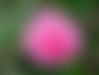山茶花が咲きました