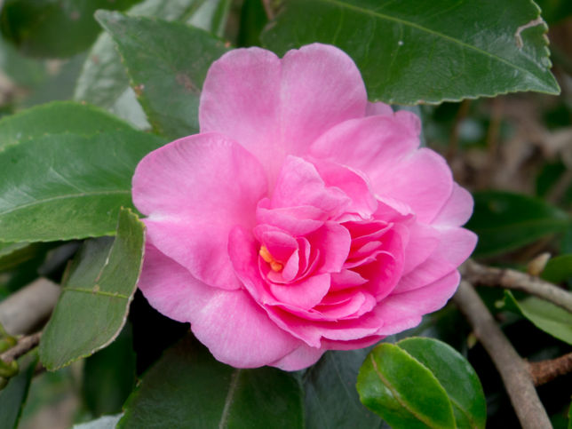 山茶花が咲きました