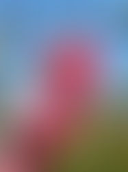 春です！花がきれいに咲き始めました
