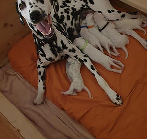 Batida Welpen 1. Woche