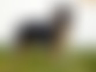 Svensk Juniorvinnare 2019 Sundsvall