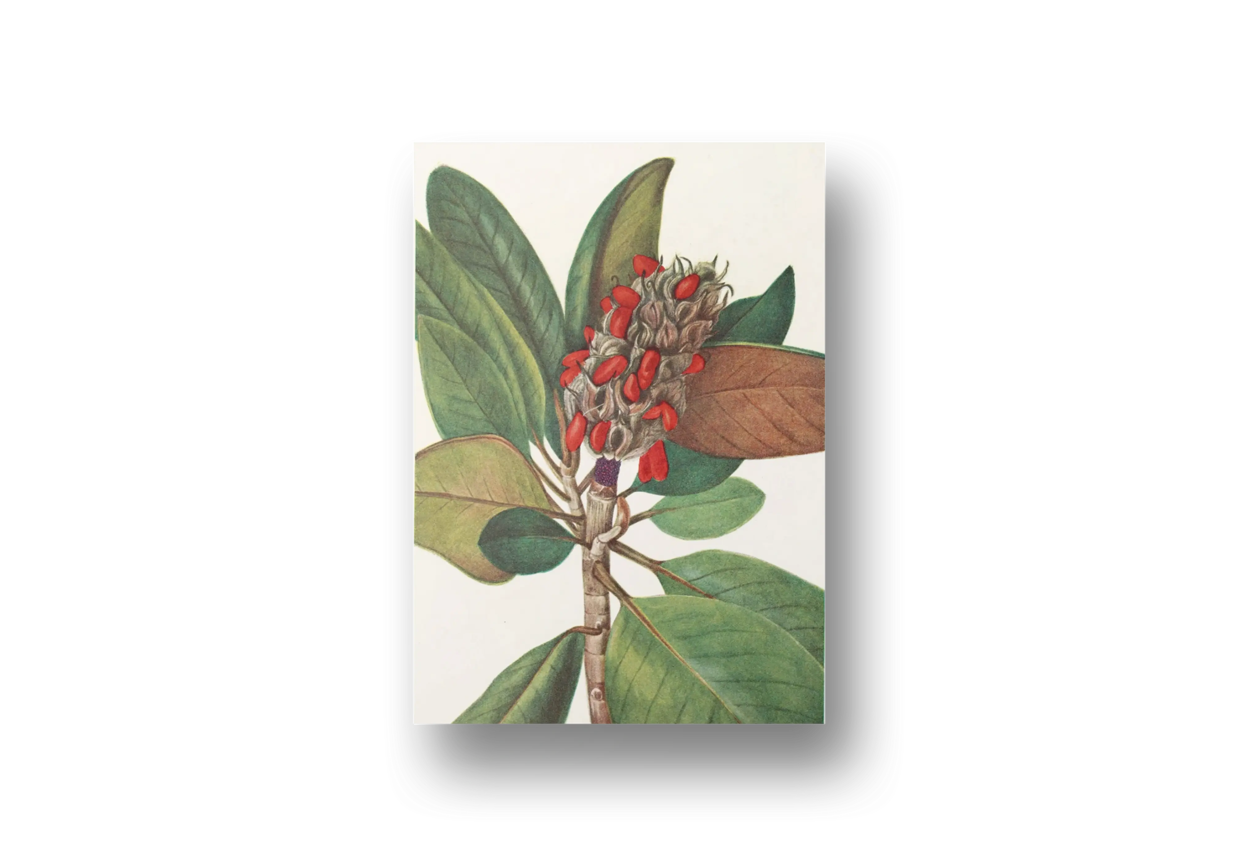 Southern Magnolia Fruit Botanical Canvas – Vintage Magnolia Wall Art