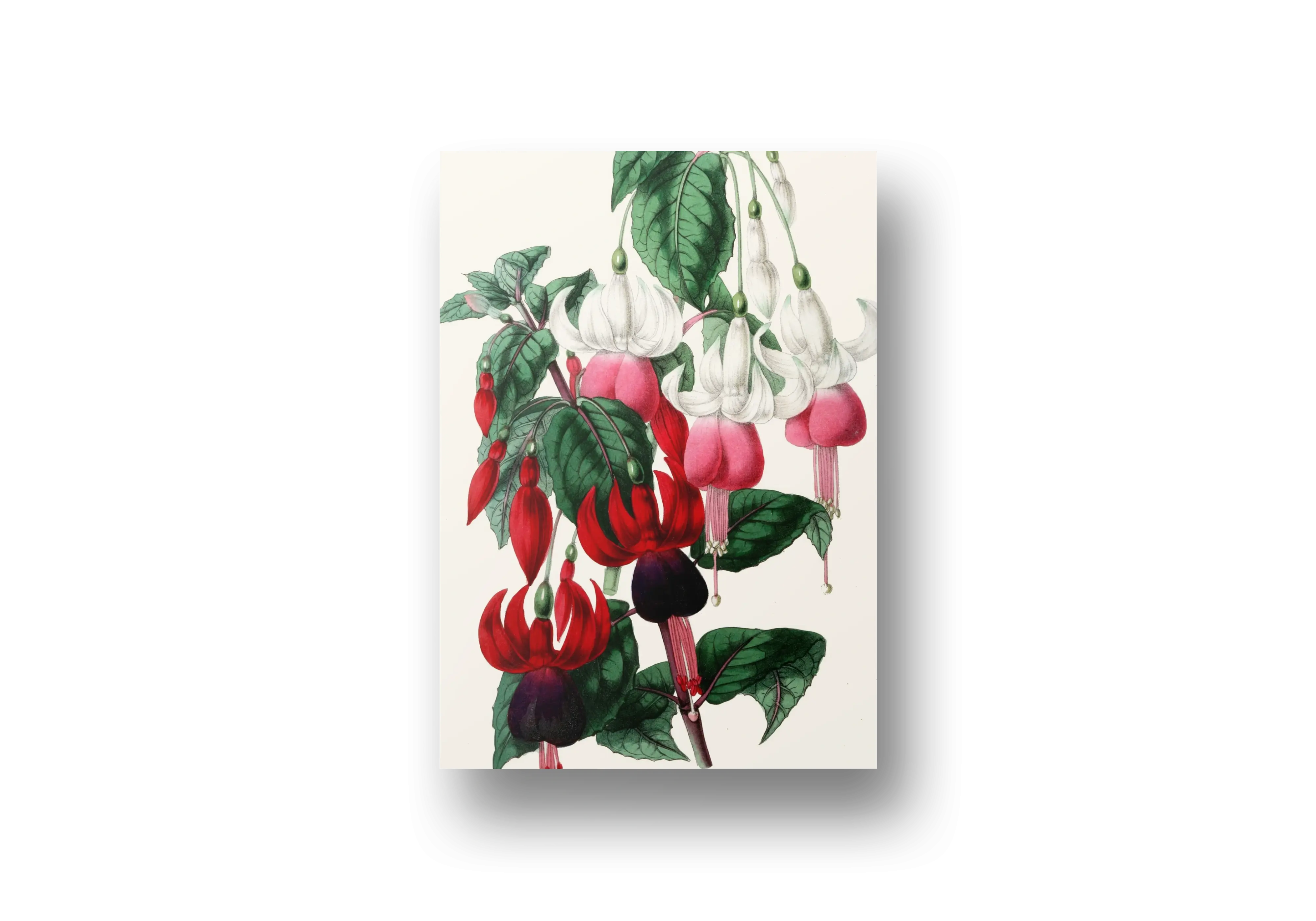 Classic Fuchsia Botanical Canvas Wall Art – Vintage Floral Illustration
