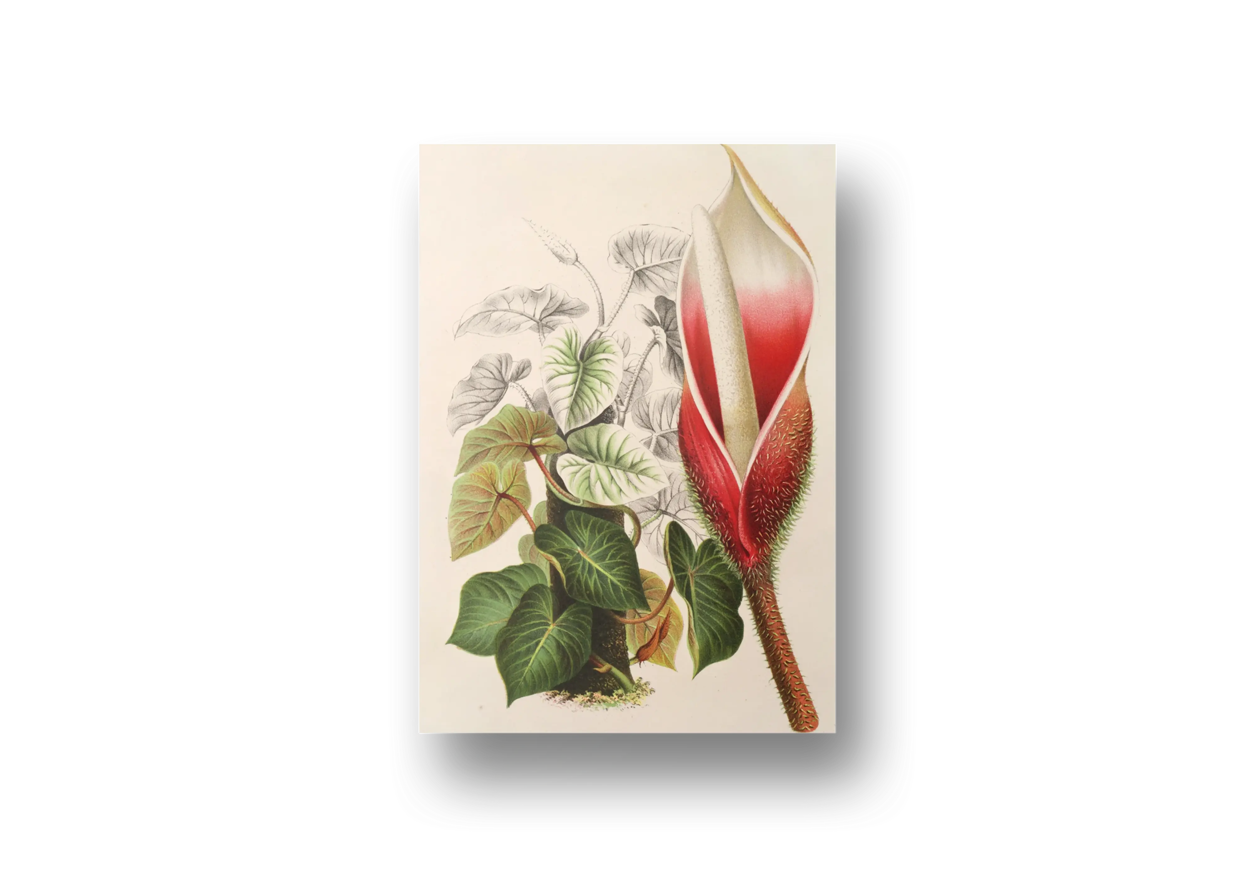 Philodendron Daguense Canvas Art – Exotic Botanical Vintage Wall Décor